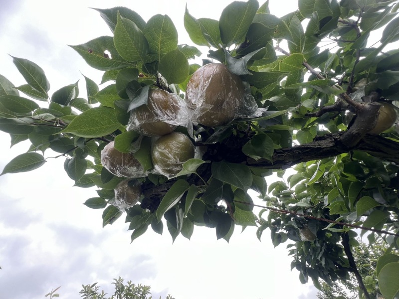 💥重庆永川黄瓜山尖山黄花梨🍐批发&采摘双福利！✅