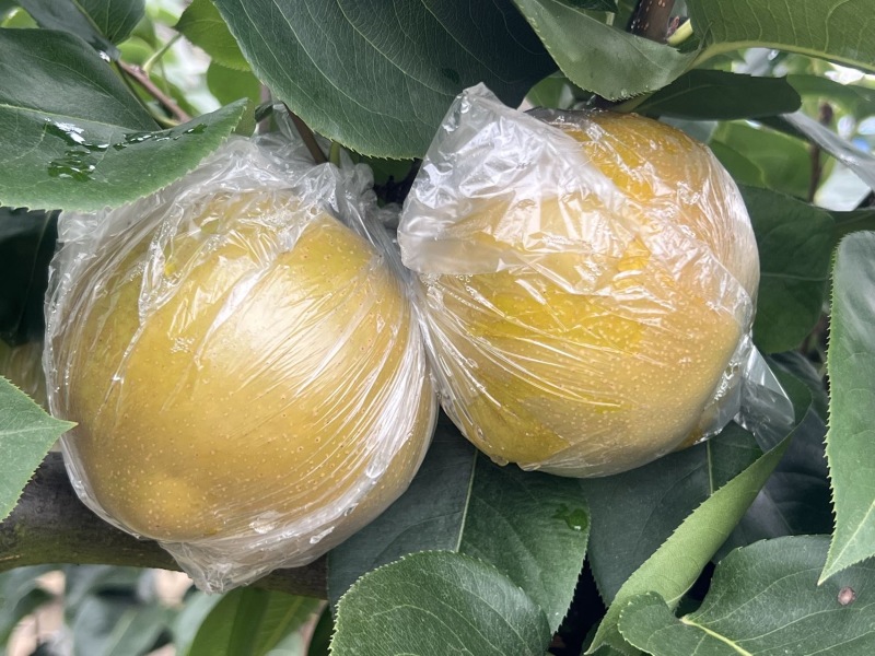 💥重庆永川黄瓜山尖山黄花梨🍐批发&采摘双福利！✅