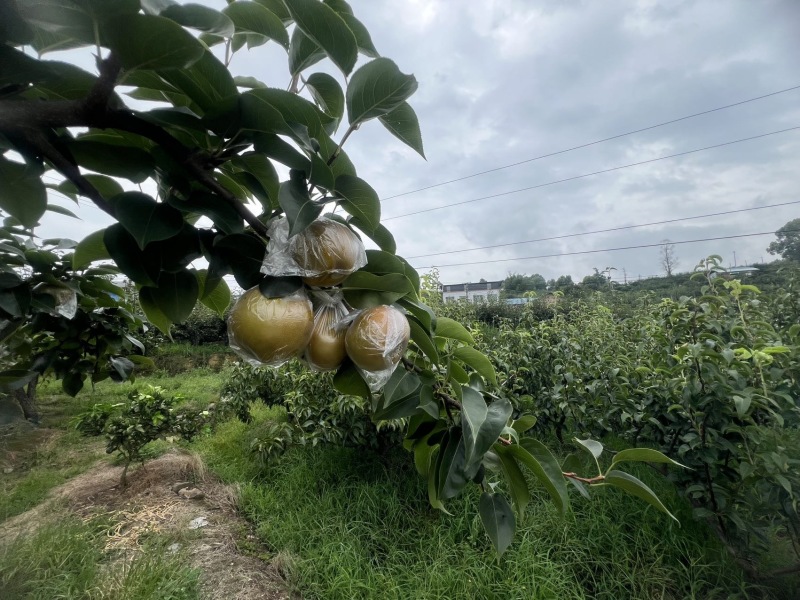 💥重庆永川黄瓜山尖山黄花梨🍐批发&采摘双福利！✅