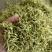 金银花
