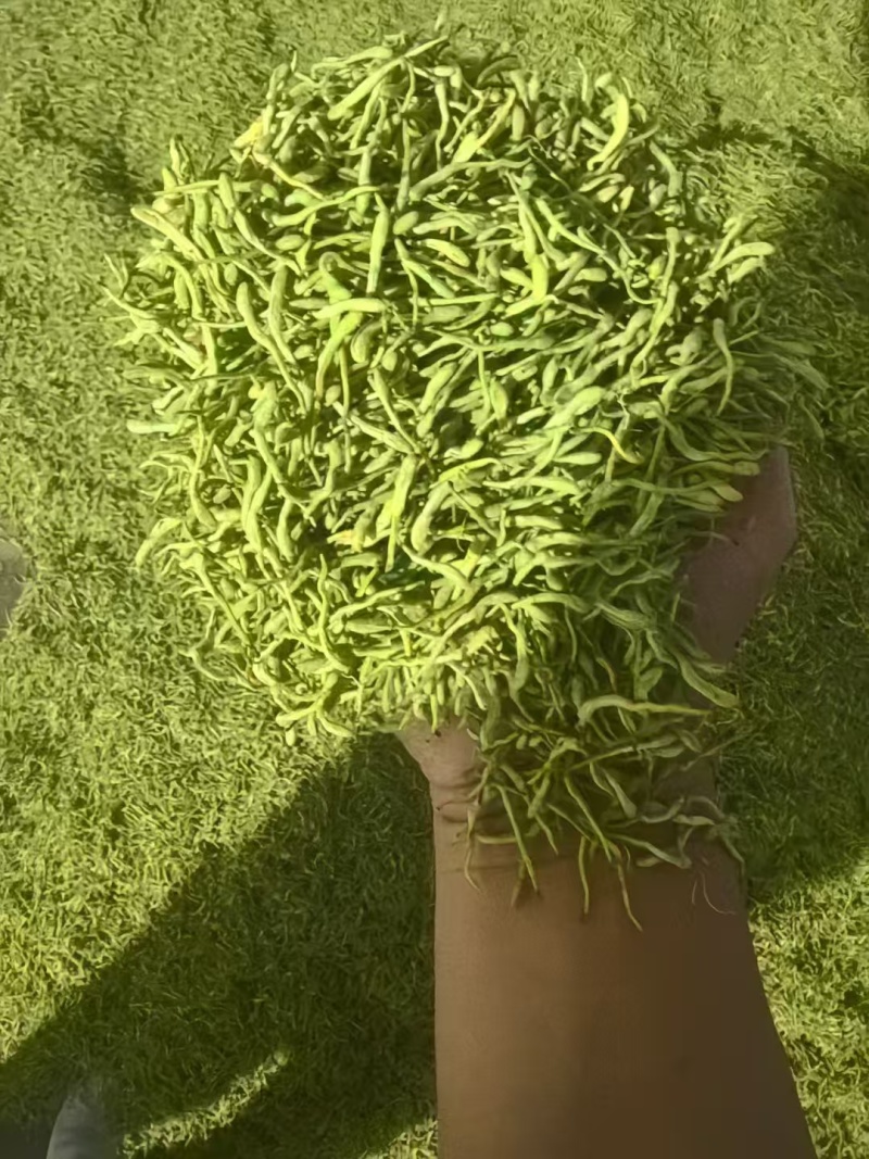 金银花
