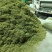 金银花