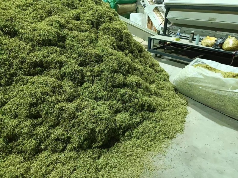 金银花