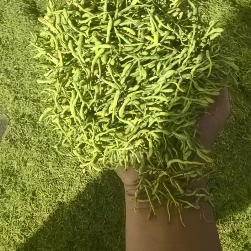 金银花