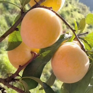 广东粤北黄金奈李