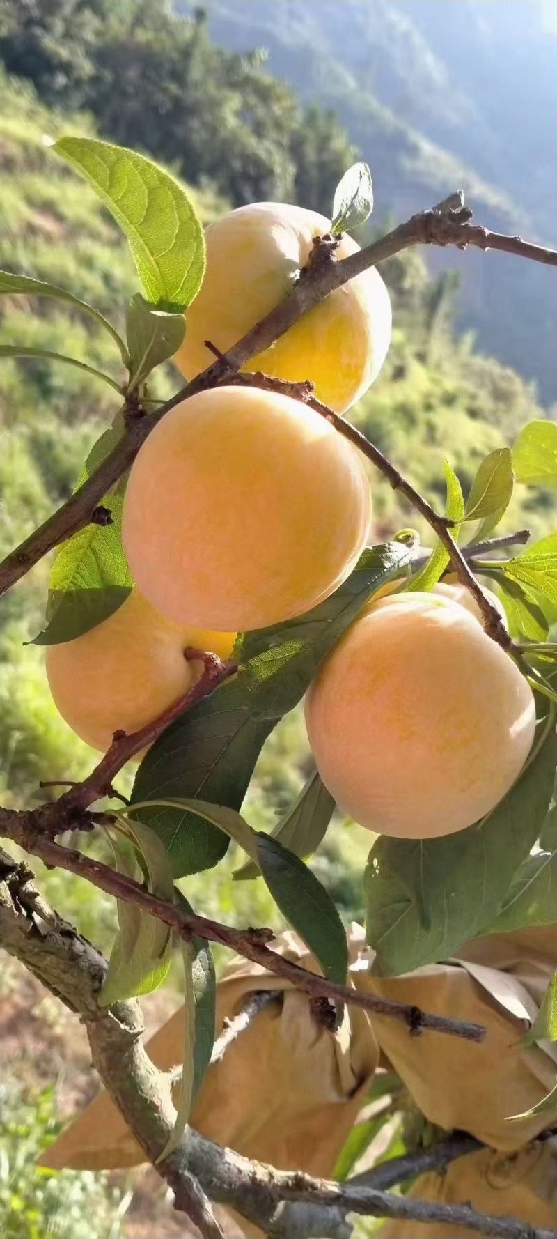 广东粤北黄金奈李
