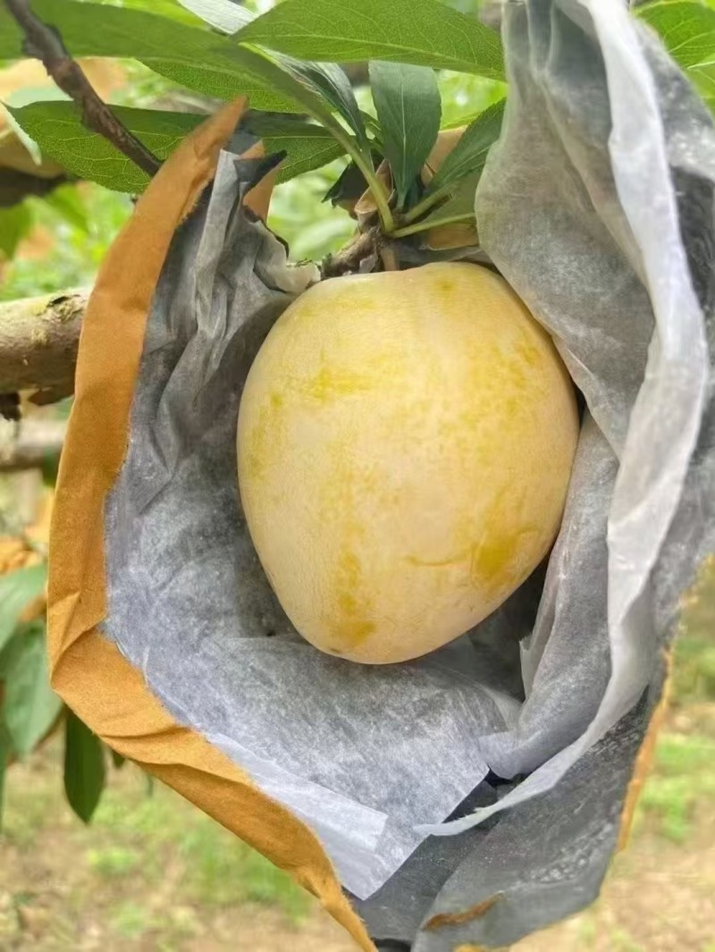 广东粤北黄金奈李