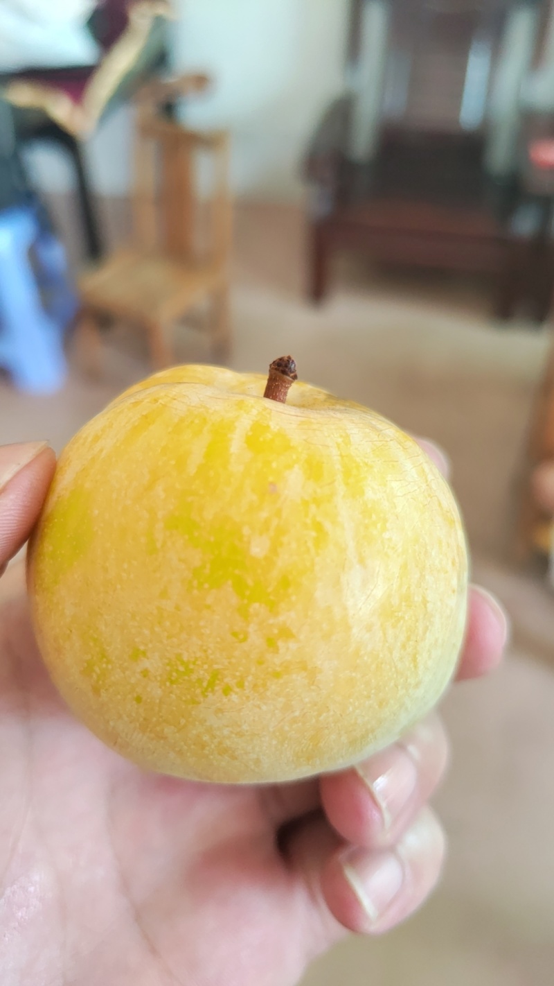 广东粤北黄金奈李