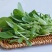 青杆鸡毛菜产地直销长期稳定
