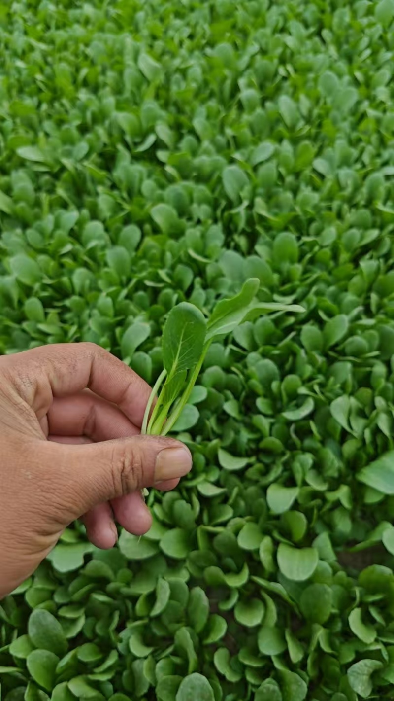 青杆鸡毛菜产地直销长期稳定