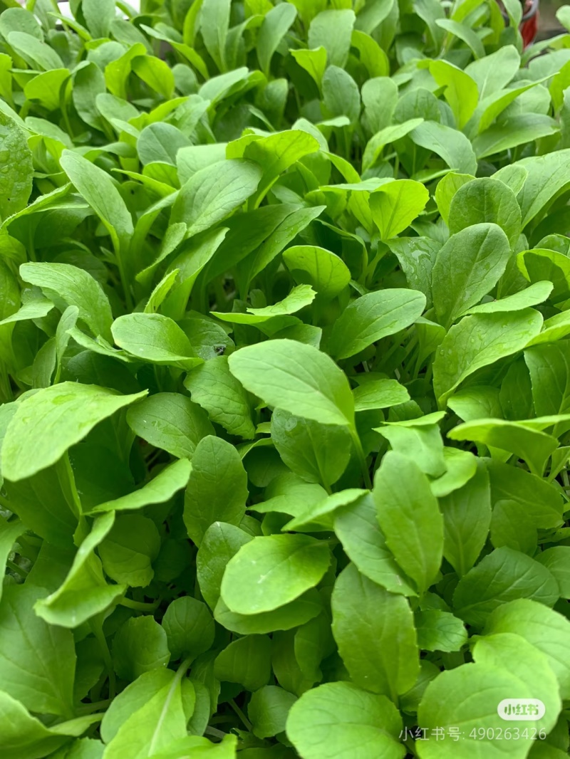 青杆鸡毛菜产地直销长期稳定