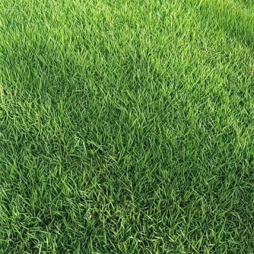 马尼拉草坪