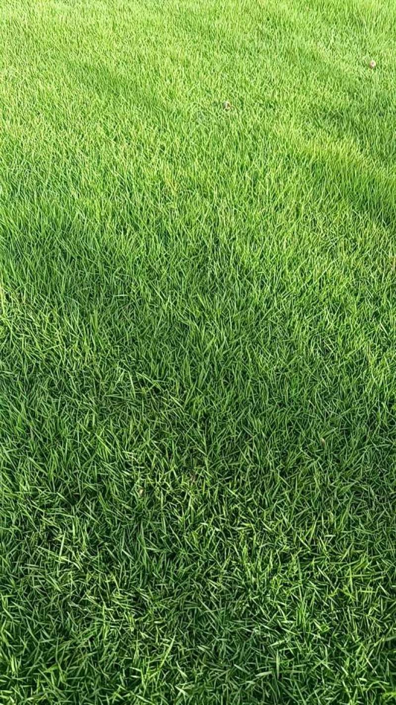 马尼拉草坪