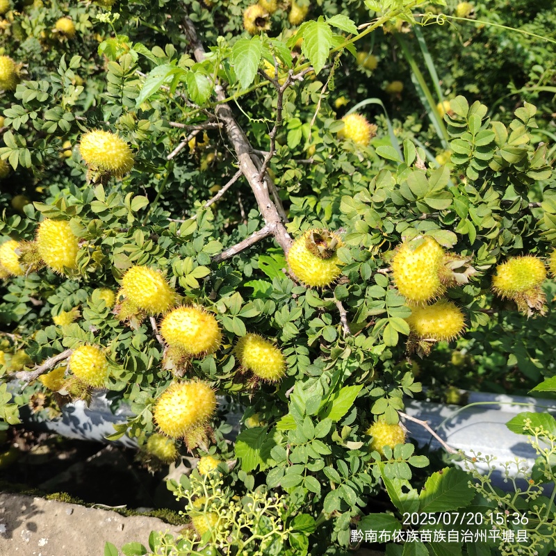 25年贵州刺梨鲜果包邮，营养之源，健康之选，
