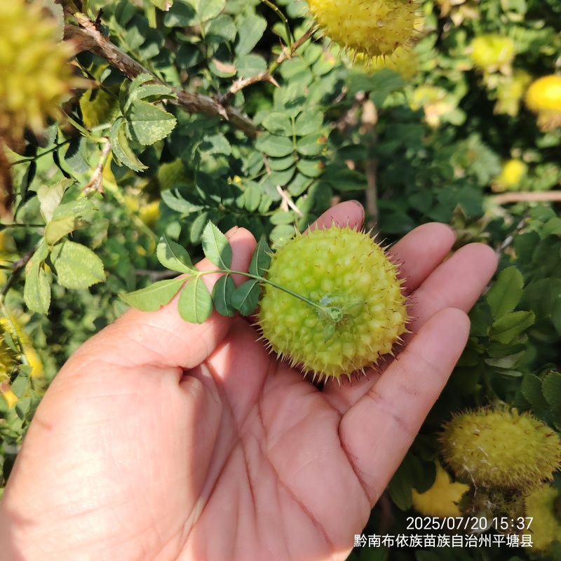 25年贵州黔南刺梨果，健康之选，