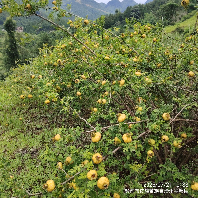 25年贵州黔南刺梨果，健康之选，