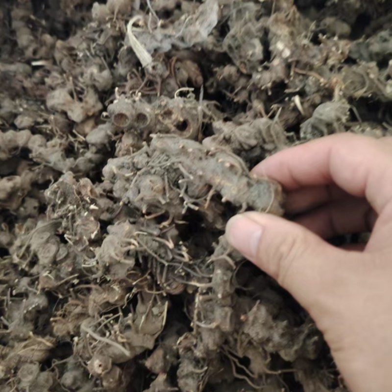 八角莲新鲜现挖的八角莲产地直供一手货源欢迎咨询