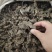 八角莲新鲜现挖的八角莲产地直供一手货源欢迎咨询