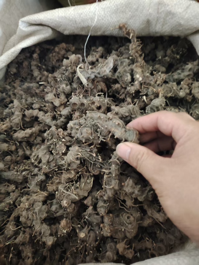 八角莲新鲜现挖的八角莲产地直供一手货源欢迎咨询