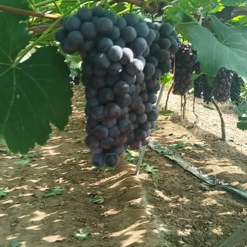 夏黑葡萄