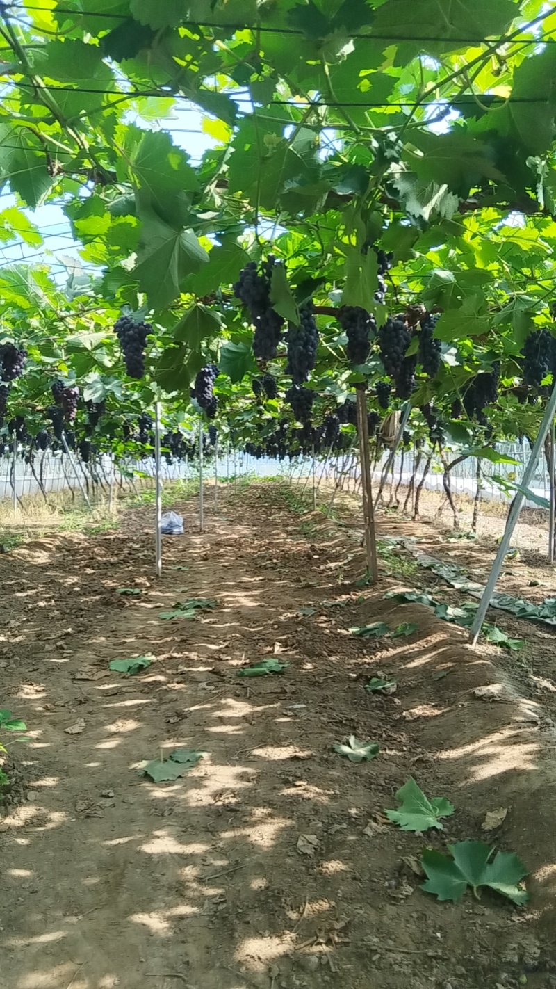 夏黑葡萄