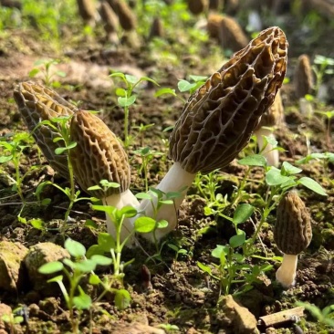 四川眉山六妹羊肚菌，自己家种植，一手货源，欢迎来电咨询