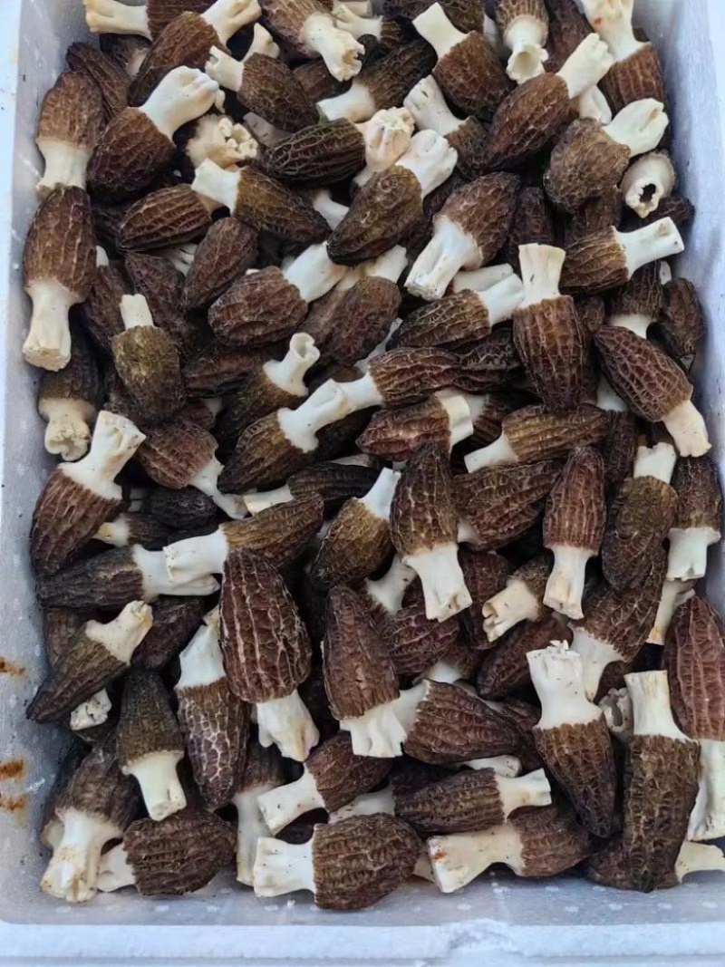 四川眉山六妹羊肚菌，自己家种植，一手货源，欢迎来电咨询