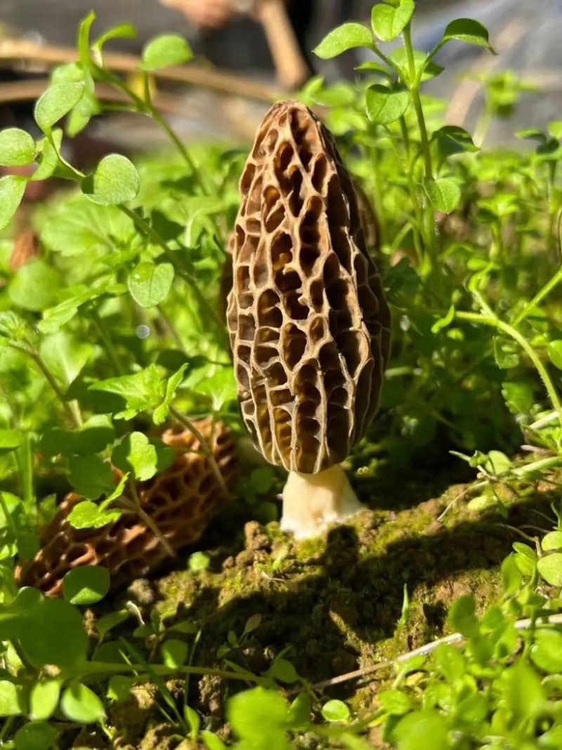 四川眉山六妹羊肚菌，自己家种植，一手货源，欢迎来电咨询