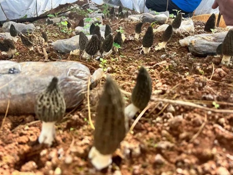 四川眉山六妹羊肚菌，自己家种植，一手货源，欢迎来电咨询