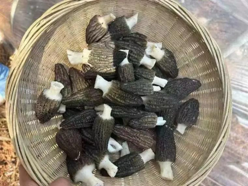 四川眉山六妹羊肚菌，自己家种植，一手货源，欢迎来电咨询