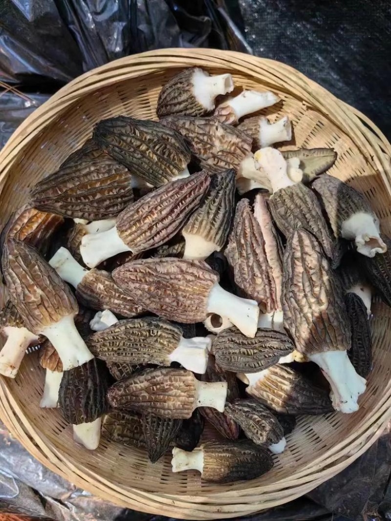 四川眉山六妹羊肚菌，自己家种植，一手货源，欢迎来电咨询