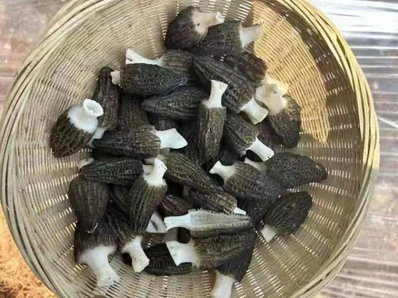 四川眉山六妹羊肚菌，自己家种植，一手货源，欢迎来电咨询