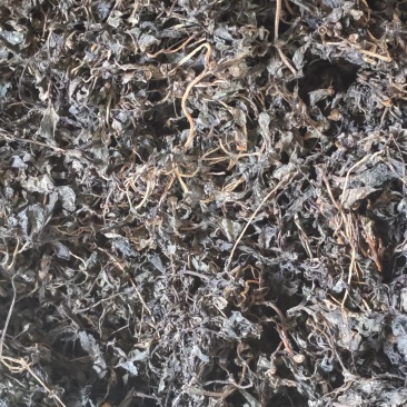 干马齿笕，每一颗都去除老根老梗，蒸制，自然晒干而成。