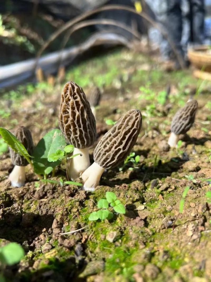 四川眉山六妹羊肚菌，品质保证，自己家种植，欢迎来电联系