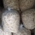 精品竹荪无硫纯电烘干未开伞品质保证全国发货