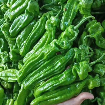 【实力】湖北宜昌芜湖椒货源充足/精品辣椒芜湖椒/量大优惠