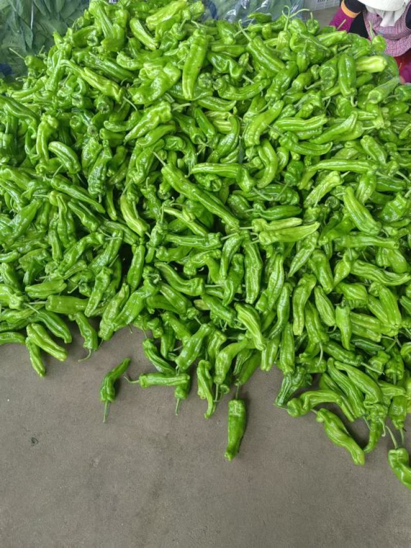 【实力】湖北宜昌芜湖椒货源充足/精品辣椒芜湖椒/量大优惠