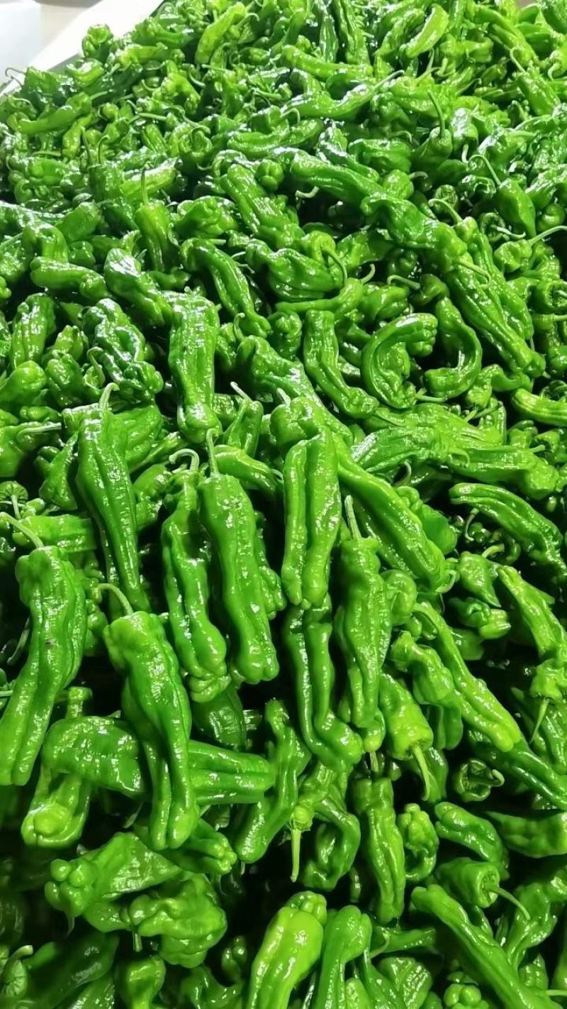 【实力】湖北宜昌芜湖椒货源充足/精品辣椒芜湖椒/量大优惠