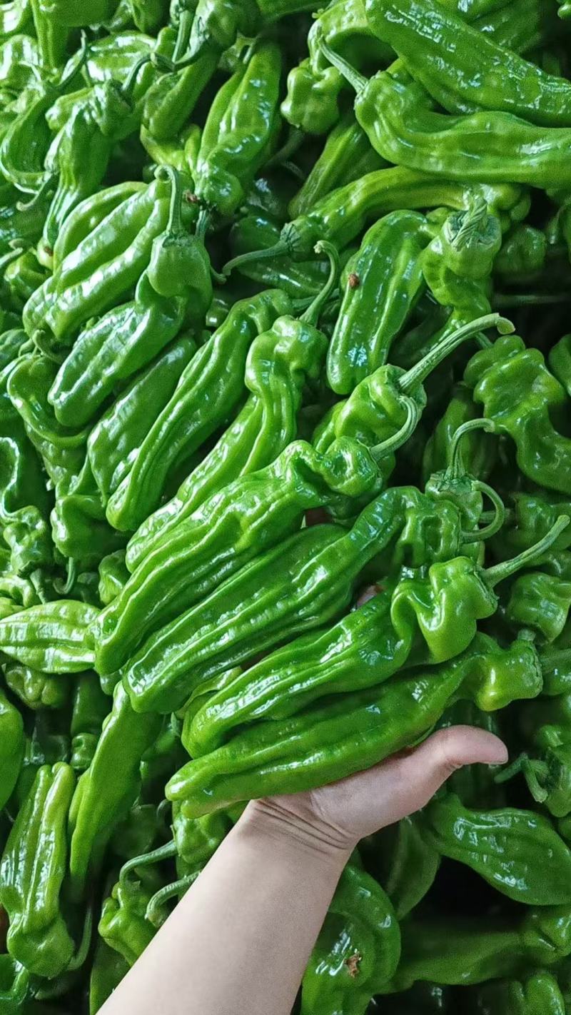 【实力】湖北宜昌芜湖椒货源充足/精品辣椒芜湖椒/量大优惠