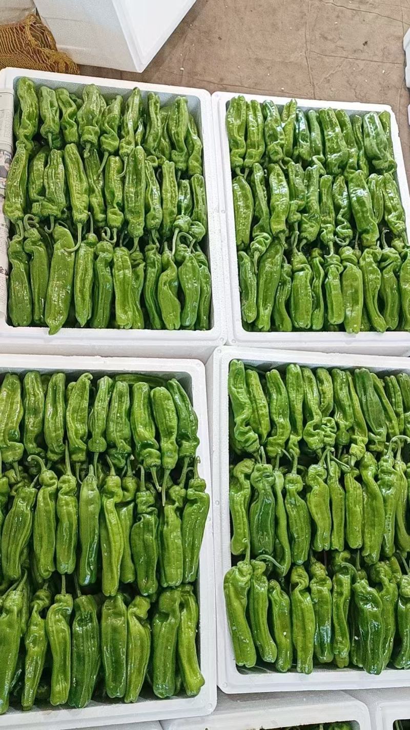 【实力】湖北宜昌芜湖椒货源充足/精品辣椒芜湖椒/量大优惠