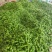【实力】湖北宜昌芜湖椒货源充足/精品辣椒芜湖椒/量大优惠