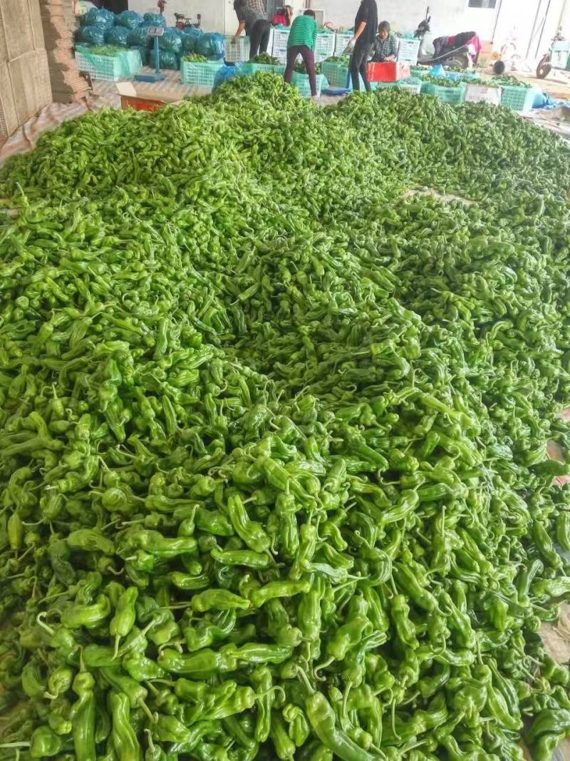 【实力】湖北宜昌芜湖椒货源充足/精品辣椒芜湖椒/量大优惠