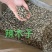 辣木籽正品无硫质量保证诚信经营批发零售各种中药材
