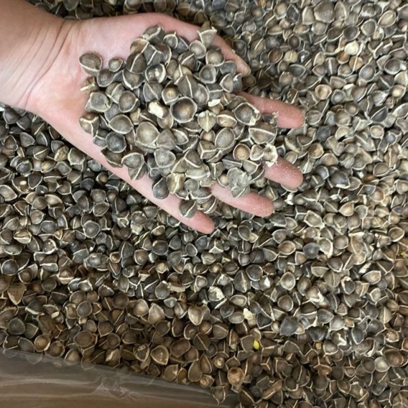 辣木籽正品无硫质量保证诚信经营批发零售各种中药材