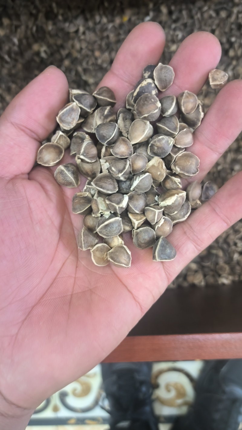 辣木籽正品无硫质量保证诚信经营批发零售各种中药材