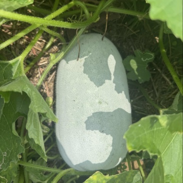 水果冬瓜