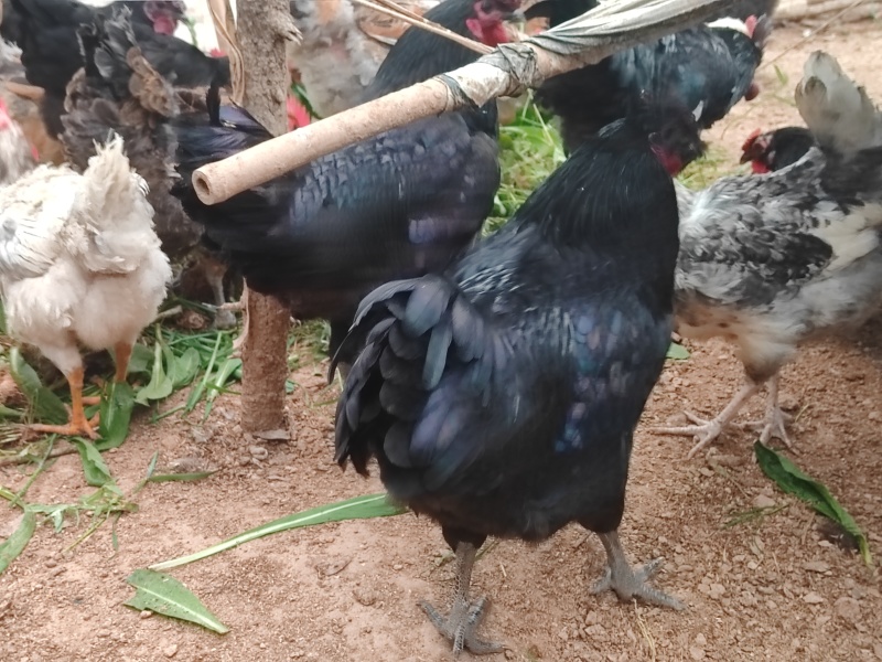 纯粮散养土鸡，喜欢价格可以谈。就是数量不多。