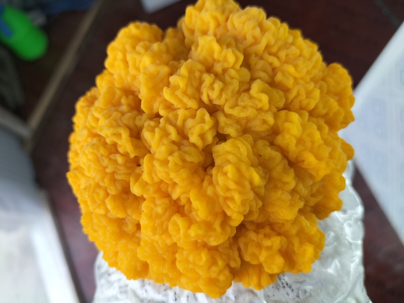 金耳菌量大从优，保质保量，诚信经营致电联系