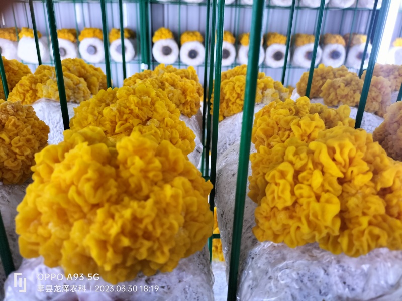 金耳菌量大从优，保质保量，诚信经营致电联系