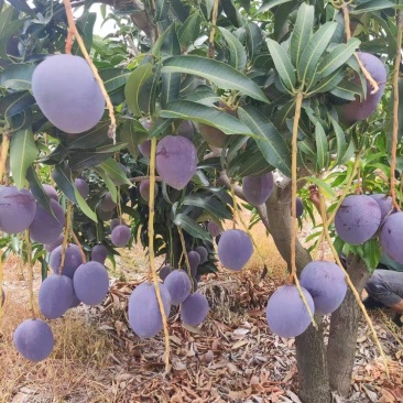 攀枝花彩虹芒熟了欢迎各位老板前来洽谈，